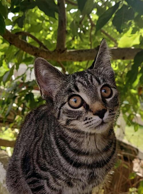 katt