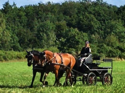 parkörning